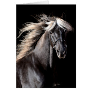 Choco Rocky Mountain Horse Cards