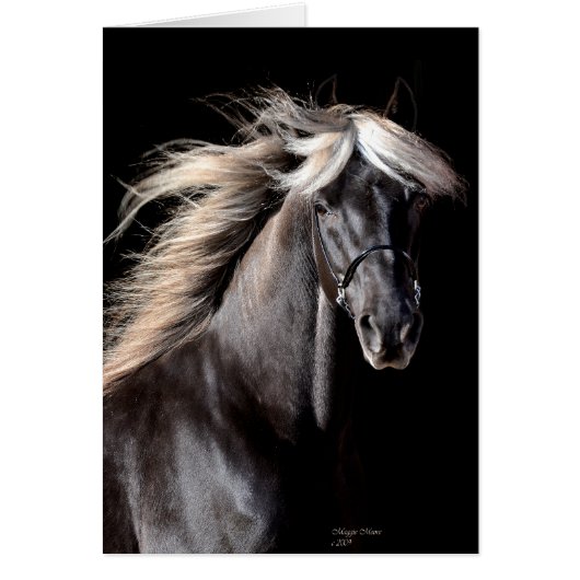 Choco Rocky Mountain Horse Cards (Front)
