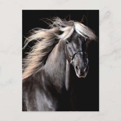 Choco Rocky Mountain Horse Postcard