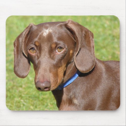 Chocolate and Tan Dachshund _ Doxie Mouse Pad