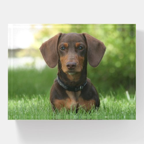 Chocolate and Tan Dachshund _ Doxie Paperweight