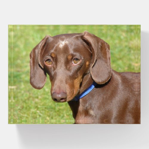 Chocolate and Tan Dachshund _ Doxie Paperweight
