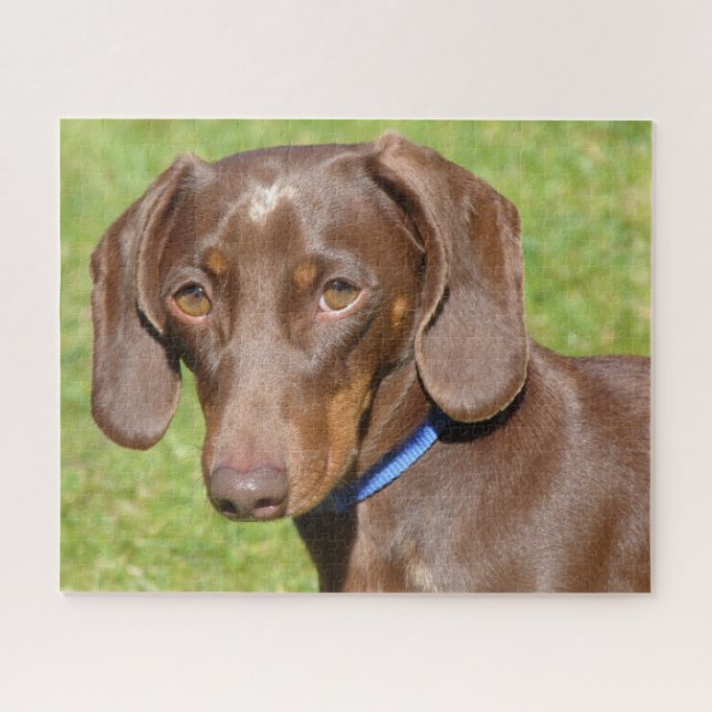 Chocolate and tan Dachshund Jigsaw Puzzle (Horizontal)