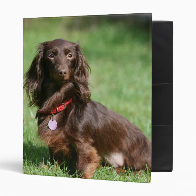 Chocolate And Tan Long-Haired Miniature Dachshund 3 Ring Binder | Zazzle