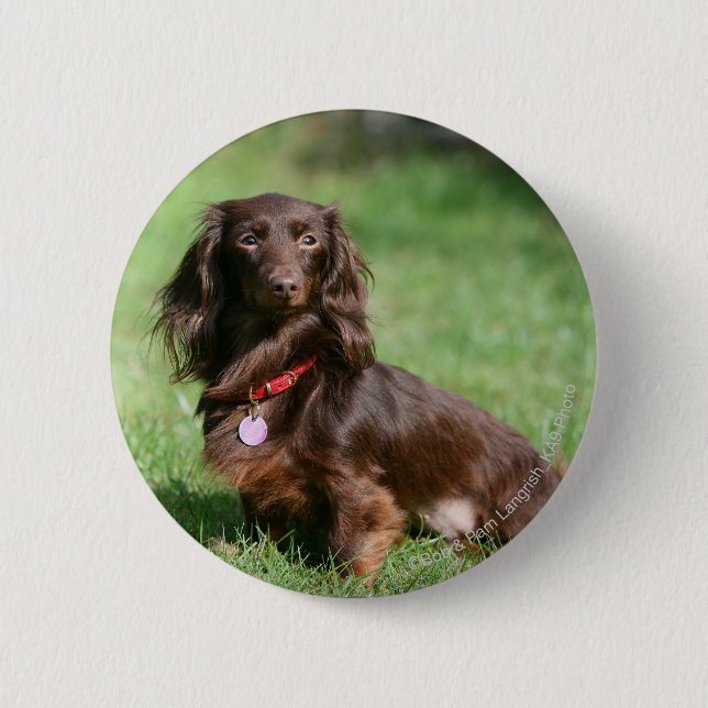 Chocolate and Tan Long-haired Miniature Dachshund Button (Front)