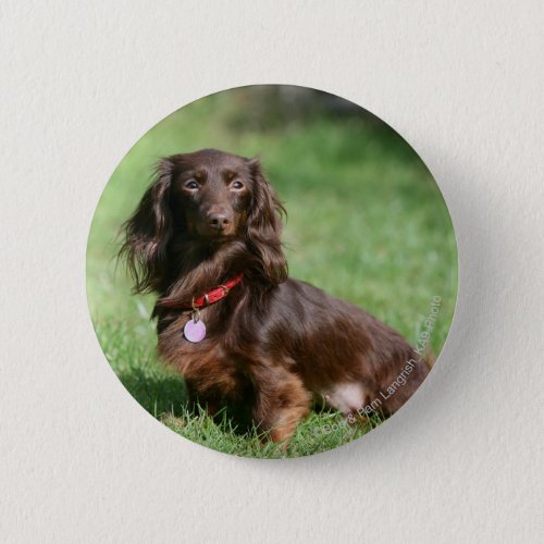 Chocolate and Tan Long_haired Miniature Dachshund Button