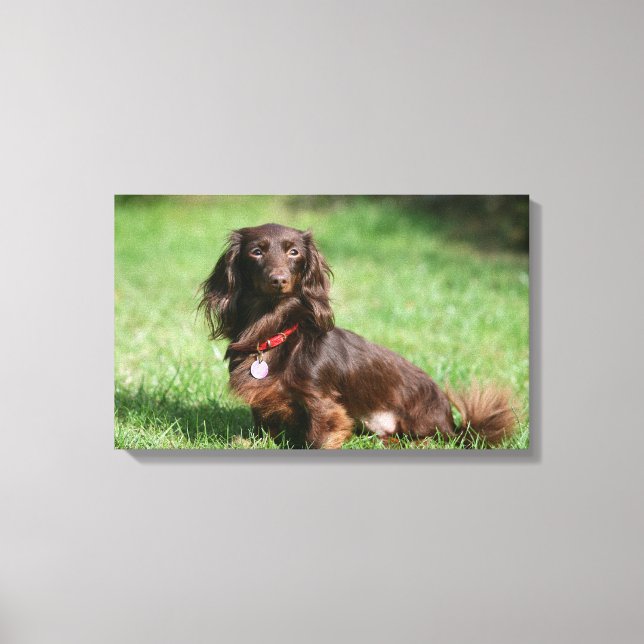 Chocolate and Tan Long-haired Miniature Dachshund Canvas Print (Front)