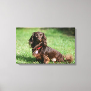 Chocolate and Tan Long-haired Miniature Dachshund Canvas Print
