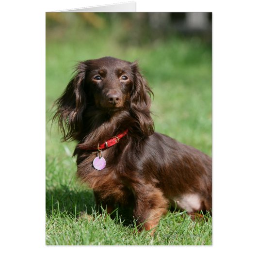 Chocolate and Tan Long-haired Miniature Dachshund Cards (Front)