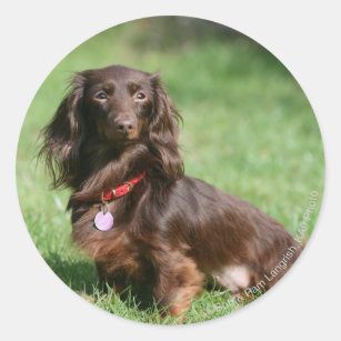 Chocolate Tan Dachshund Stickers Zazzle