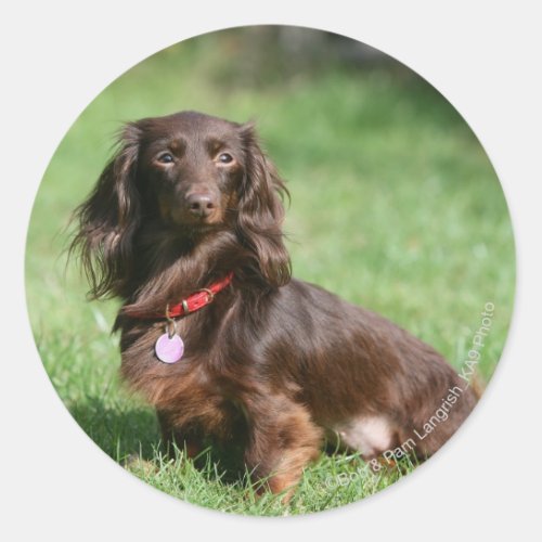 Chocolate and Tan Long_haired Miniature Dachshund Classic Round Sticker