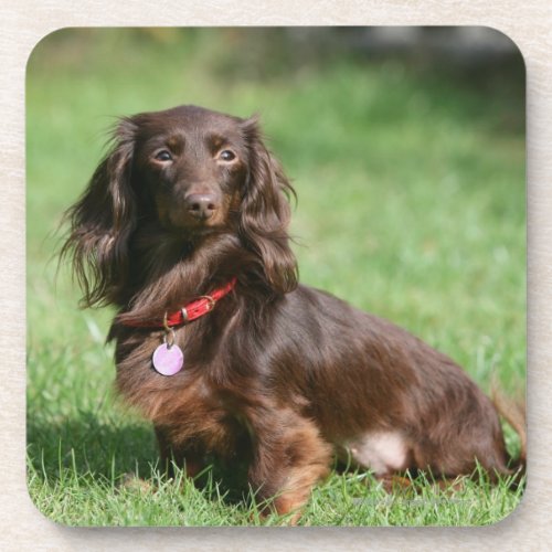 Chocolate and Tan Long_haired Miniature Dachshund Coaster