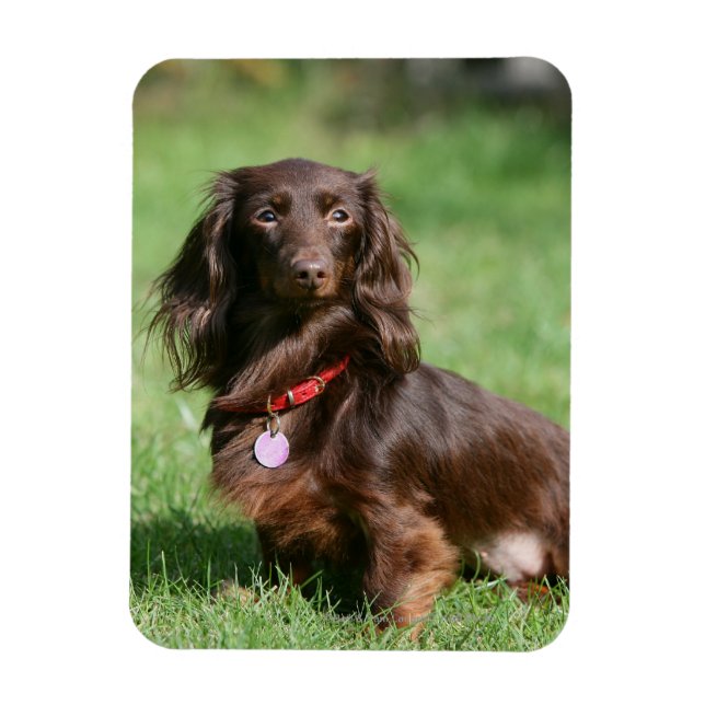 Chocolate and Tan Long-haired Miniature Dachshund Magnet (Vertical)