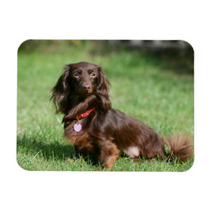 Chocolate and Tan Long-haired Miniature Dachshund Magnet