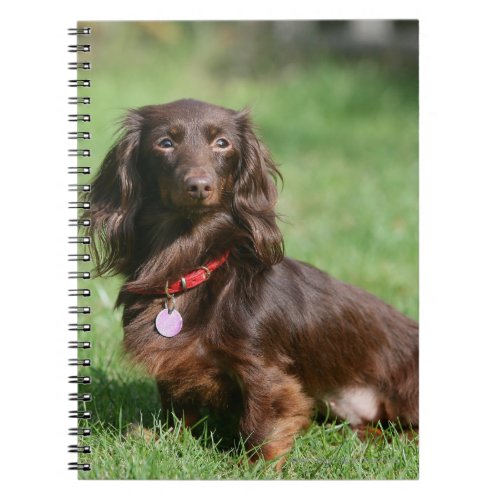 Chocolate and Tan Long_haired Miniature Dachshund Notebook