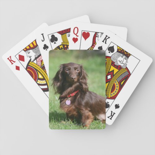 Chocolate and Tan Long_haired Miniature Dachshund Playing Cards