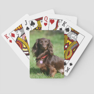 Chocolate and Tan Long-haired Miniature Dachshund Poker Cards