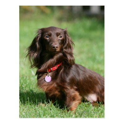 Chocolate And Tan Long Haired Miniature Dachshund 3 Ring Binder