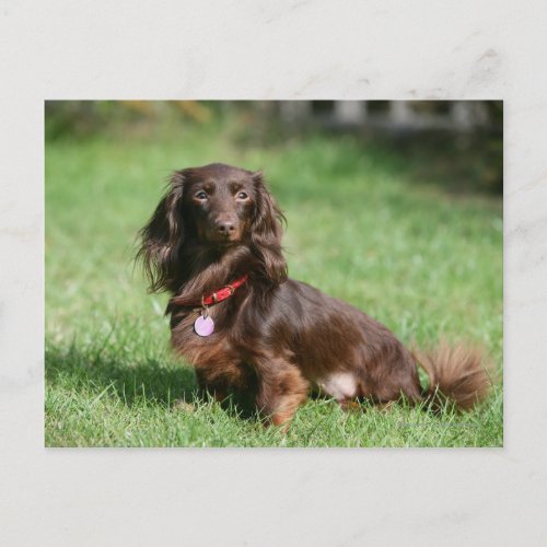 Chocolate and Tan Long_haired Miniature Dachshund Postcard