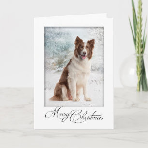 Chocolate Border Collie Christmas Card