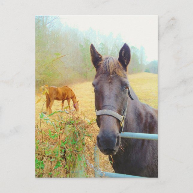 Chocolate Brown horse Postcard (Front)