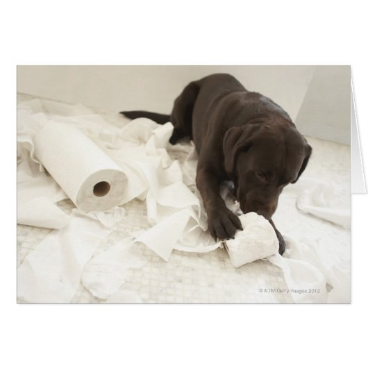 Chocolate brown labrador. cards (Front Horizontal)
