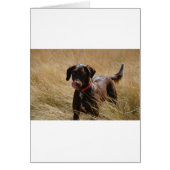 Chocolate Brown Labrador Retriever (Front)