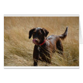 Chocolate Brown Labrador Retriever (Front Horizontal)