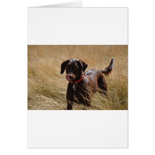 Chocolate Brown Labrador Retriever Cards (Front)