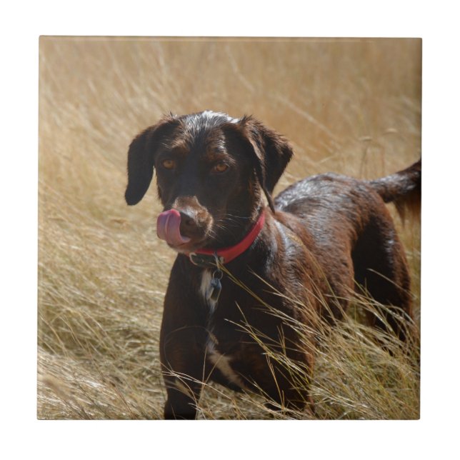 Chocolate Brown Labrador Retriever Ceramic Tile (Front)