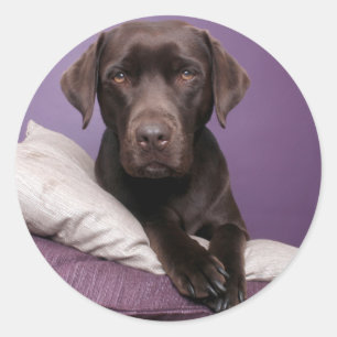 Chocolate Brown Labrador Retriever Dog Sticker