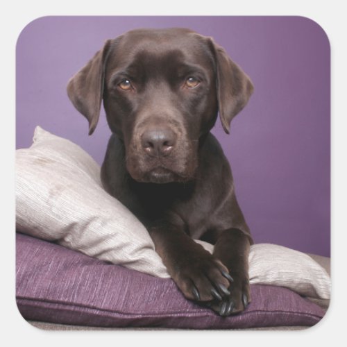 Chocolate Brown Labrador Retriever Dog Sticker