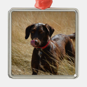 Chocolate Brown Labrador Retriever Metal Ornament