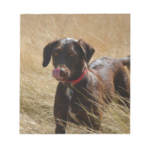 Chocolate Brown Labrador Retriever Notepad