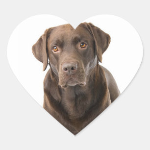 Chocolate Brown Labrador Retriever Puppy Dog Heart Sticker