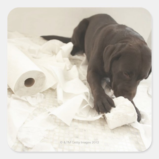 Chocolate brown labrador. square sticker (Front)