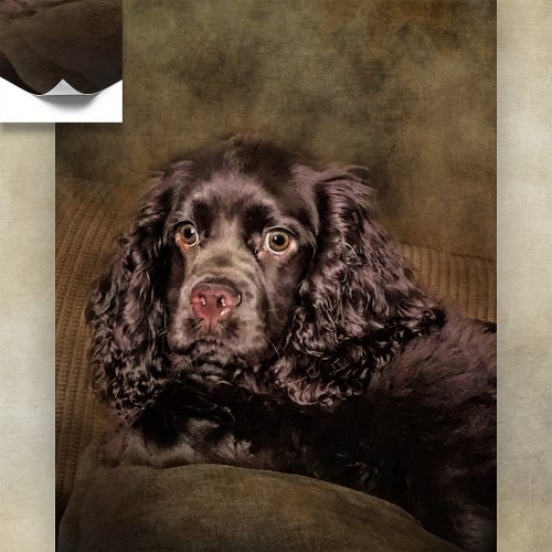 Chocolate Cocker Spaniel Poster