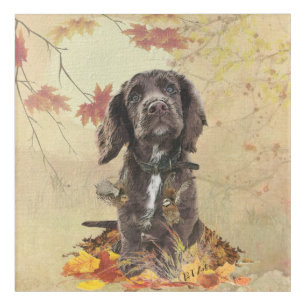 Chocolate cocker spaniel puppy  acrylic print