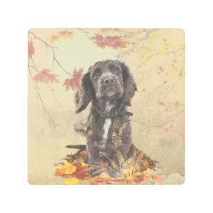 Chocolate cocker spaniel puppy metal print