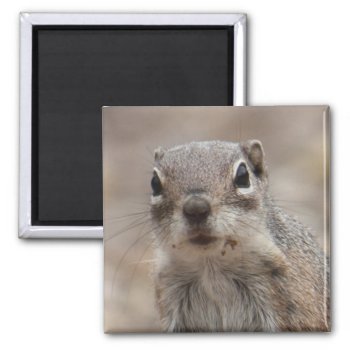 Chocolate Donut Face Squirrel Magnet by poozybear at Zazzle