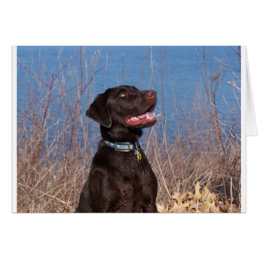 Chocolate Lab (Front Horizontal)