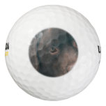 chocolate-lab-14 golf balls