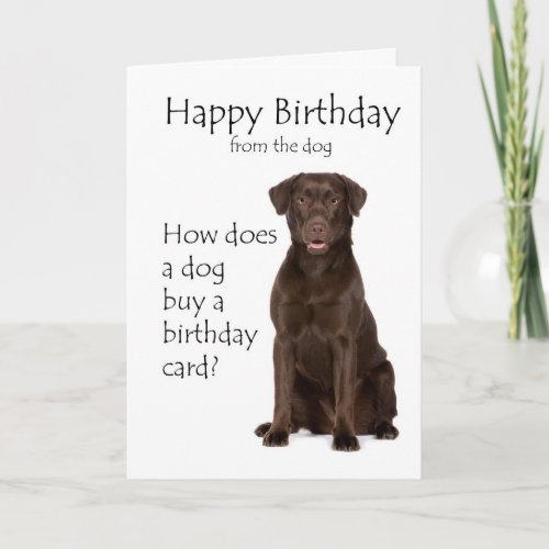 Chocolate Lab Birthday Card