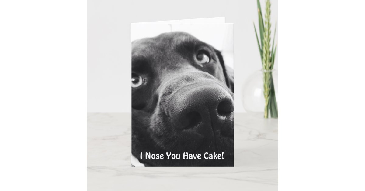 Chocolate Lab Birthday Greeting Card | Zazzle