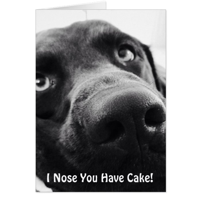 Chocolate Lab Birthday Greeting Card | Zazzle