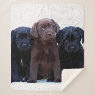 Chocolate Lab - Black Labrador Puppies Sherpa Blanket