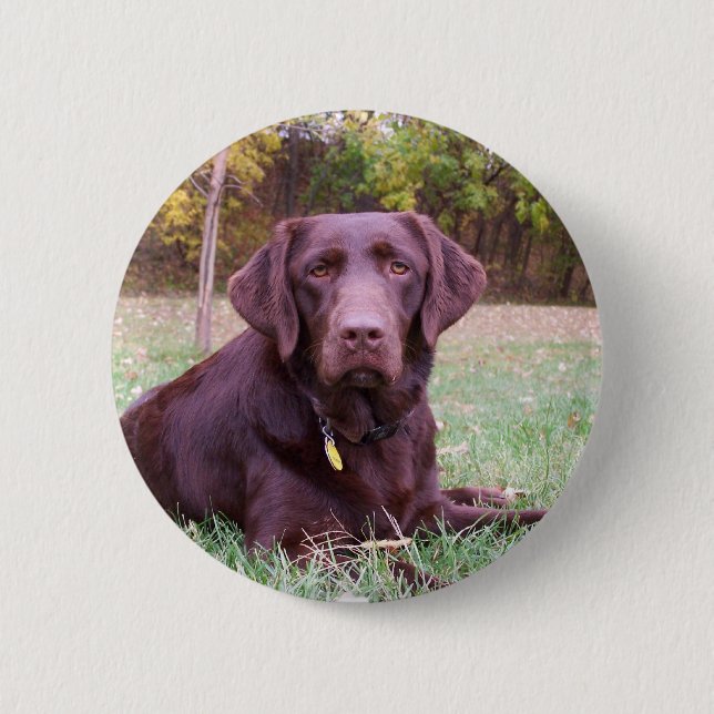 Chocolate Lab Button (Front)