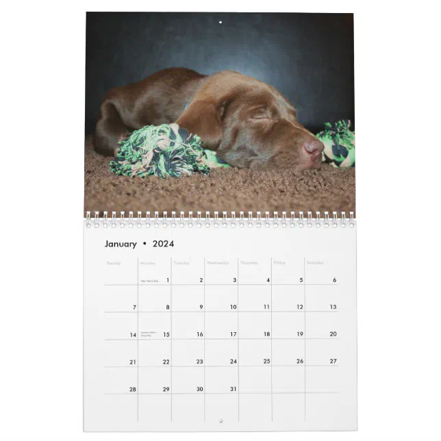 Chocolate Lab Calendar Zazzle