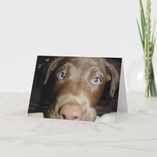 Chocolate Lab Card