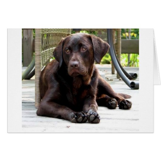 Chocolate Lab Cards (Front Horizontal)